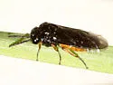 Eutomostethus luteiventris