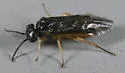 Eutomostethus luteiventris - photo 2