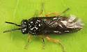 Eutomostethus luteiventris - photo 3