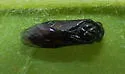 Eutomostethus luteiventris - photo 4