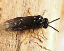 Eutomostethus luteiventris - photo 5