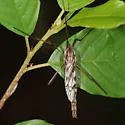 Eutonia marchandi - photo 2