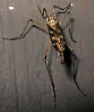 Eutonia marchandi - photo 3