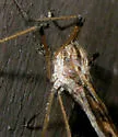 Eutonia marchandi - photo 4