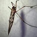 Eutonia marchandi - photo 5