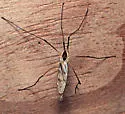 Eutonia phorophragma