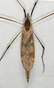 Eutonia phorophragma - photo 3