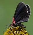 Eutrepsia inconstans - Hodges#7284 - photo 4
