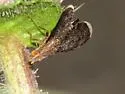 Eutreta angusta - Eutreta angusta