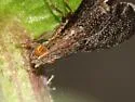 Eutreta angusta - photo 2