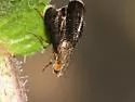 Eutreta angusta - photo 3