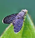 Eutreta caliptera