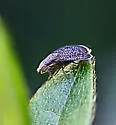 Eutreta caliptera - photo 2