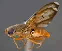 Eutreta fenestrata