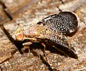 Eutreta novaeboracensis