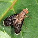 Eutreta novaeboracensis - photo 2