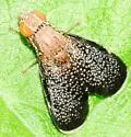 Eutreta novaeboracensis - photo 3