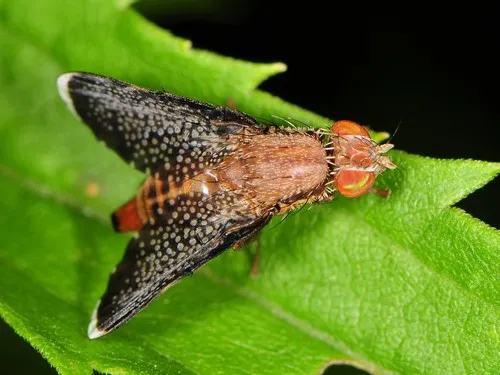 Eutreta noveboracensis
