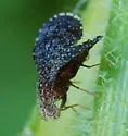 Eutreta rotundipennis