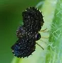 Eutreta rotundipennis - photo 2