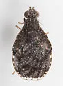 Eutreta rotundipennis - photo 4
