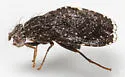 Eutreta rotundipennis - photo 5