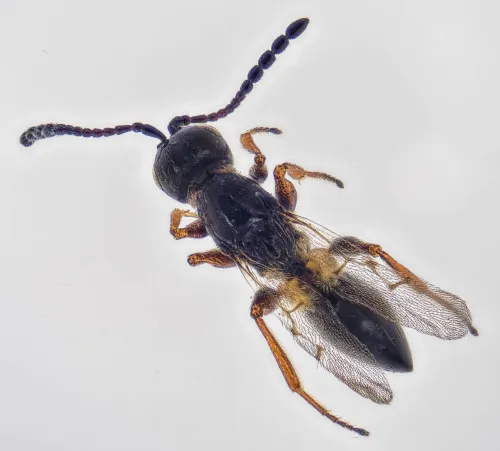 Eutrias tritoma