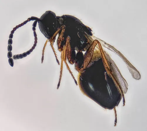 Eutrias tritoma - photo 2