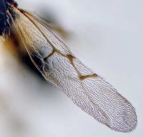 Eutrias tritoma - photo 3