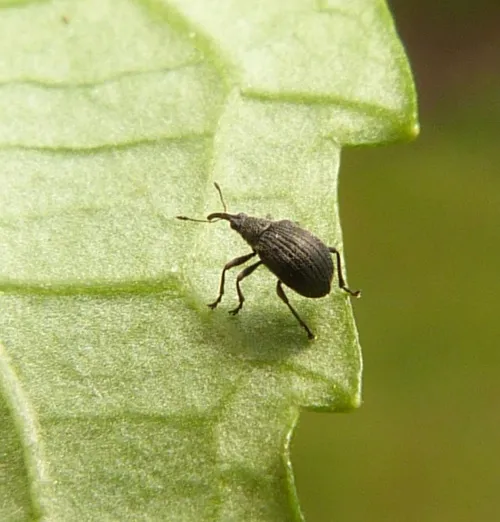 Eutrichapion ervi