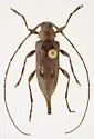 Eutrichillus biguttatus