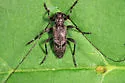 Eutrichillus biguttatus - photo 2