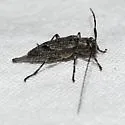 Eutrichillus biguttatus - photo 3