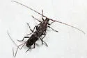 Eutrichillus biguttatus - photo 4