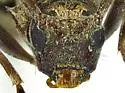 Eutrichillus canescens - photo 4