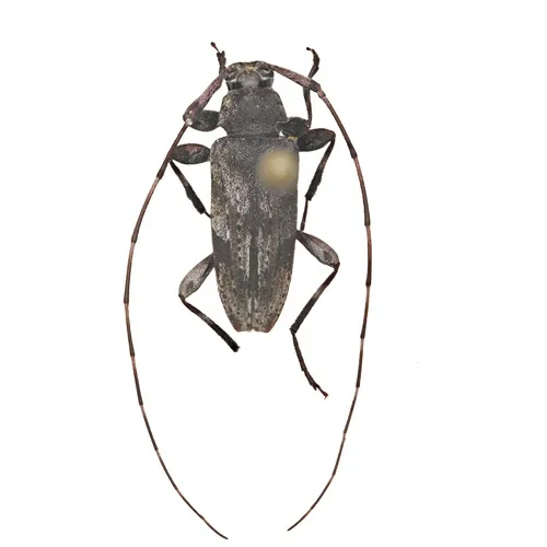 Eutrichillus neomexicanus - photo 2