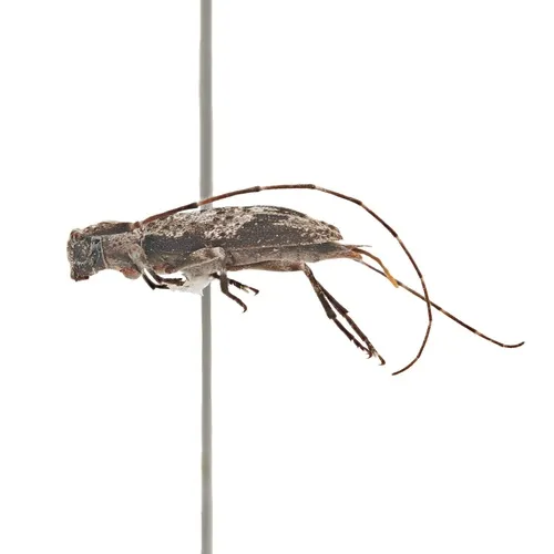 Eutrichillus neomexicanus - photo 3