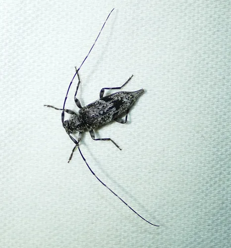 Eutrichillus neomexicanus - photo 4