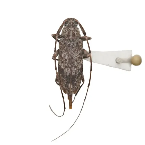 Eutrichillus neomexicanus - photo 6