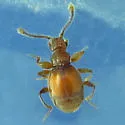 Eutrichites zonatus - Eutrichites zonatus