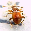 Eutrichites zonatus - photo 2