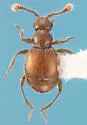 Eutrichites zonatus - photo 3