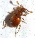 Eutrichites zonatus - photo 4
