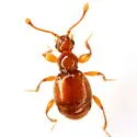 Eutrichites zonatus - photo 5