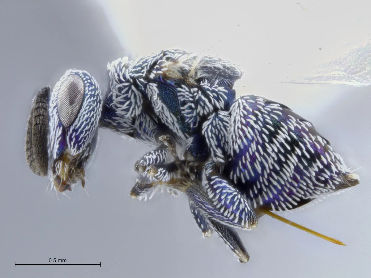Eutrichosoma mirabile - photo 2