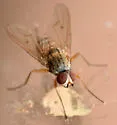Eutrichota affinis - photo 3