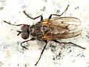 Eutrichota cylindrica