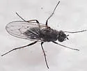Eutrichota cylindrica - photo 3