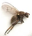 Eutrichota cylindrica - photo 4