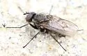 Eutrichota cylindrica - photo 5